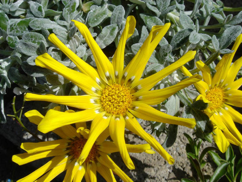 Gazania rigens var leucolaena photo